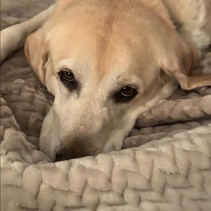 Meet your Posher, Helene